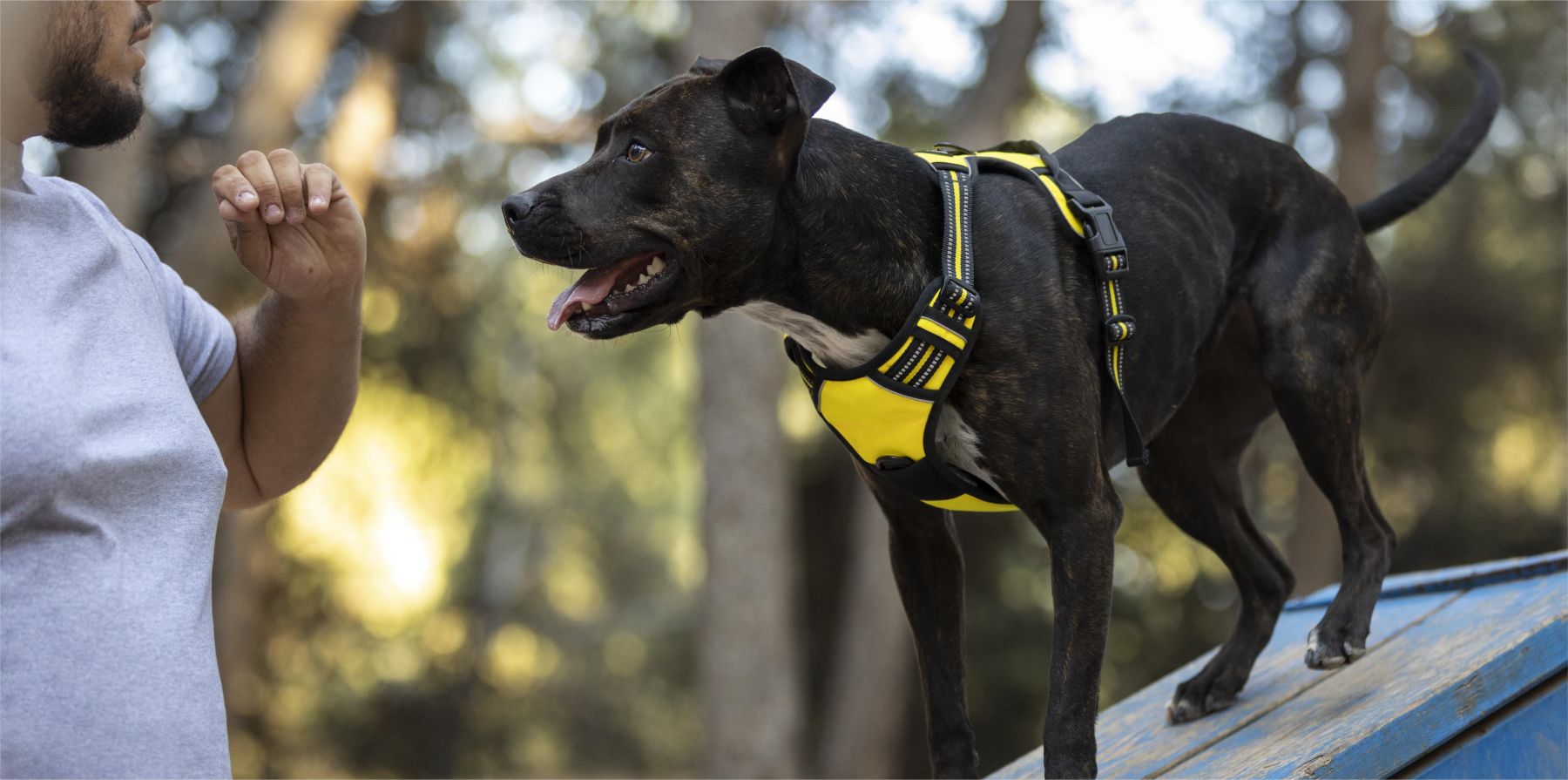 In hunting for a small sturdy dog ​​Harnеss